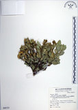 中文名:琉球黃楊(S068723)學名:Buxus liukiuensis Makino(S068723)