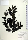 中文名:蘭嶼柿(S068787)學名:Diospyros kotoensis Yamazaki(S068787)