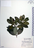 中文名:交趾衛矛(S068883)學名:Euonymus cochinchinensis Pierre(S068883)