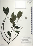 中文名:黃心柿(S074929)學名:Diospyros maritima Blume(S074929)