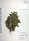 中文名:琉球黃楊(S074935)學名:Buxus liukiuensis Makino(S074935)