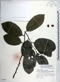 中文名:黃心柿(S074955)學名:Diospyros maritima Blume(S074955)