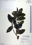 中文名:交趾衛矛(S079646)學名:Euonymus cochinchinensis Pierre(S079646)