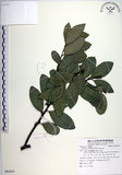 中文名:黃心柿(S085433)學名:Diospyros maritima Blume(S085433)