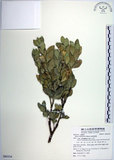 中文名:琉球黃楊(S085534)學名:Buxus liukiuensis Makino(S085534)