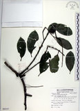中文名:黃心柿(S085557)學名:Diospyros maritima Blume(S085557)