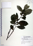 中文名:黃心柿(S085694)學名:Diospyros maritima Blume(S085694)