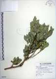 中文名:琉球黃楊(S090765)學名:Buxus liukiuensis Makino(S090765)