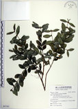 中文名:琉球黃楊(S097383)學名:Buxus liukiuensis Makino(S097383)