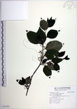 中文名:草野氏冬青(S105369)學名:Ilex kusanoi Hayata(S105369)