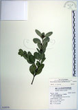 中文名:琉球黃楊(S105370)學名:Buxus liukiuensis Makino(S105370)