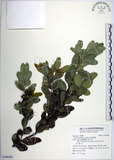 中文名:琉球黃楊(S106903)學名:Buxus liukiuensis Makino(S106903)