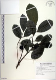 中文名:黃心柿(S108769)學名:Diospyros maritima Blume(S108769)