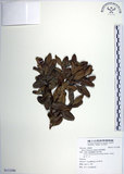 中文名:琉球黃楊(S113290)學名:Buxus liukiuensis Makino(S113290)