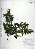 中文名:蘭嶼柿(S115672)學名:Diospyros kotoensis Yamazaki(S115672)