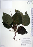 中文名:蘭嶼鐵莧(S121594)學名:Acalypha caturus Blume(S121594)中文別名:綠島鐵莧