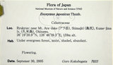 中文名:日本衛矛(S130792)學名:Euonymus japonicus Thunb.(S130792)中文別名:大葉黃楊拉丁同物異名:Euonymus japonicus Thunb.