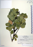 中文名:日本衛矛(S130792)學名:Euonymus japonicus Thunb.(S130792)中文別名:大葉黃楊拉丁同物異名:Euonymus japonicus Thunb.