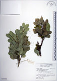 中文名:琉球黃楊(S137230)學名:Buxus liukiuensis Makino(S137230)