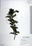 中文名:草野氏冬青(S137255)學名:Ilex kusanoi Hayata(S137255)