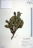 中文名:琉球黃楊(S142124)學名:Buxus liukiuensis Makino(S142124)