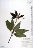 中文名:蘭嶼新木薑子(S142409)學名:Neolitsea villosa (Blume) Merr.(S142409)中文別名:白新木薑子拉丁同物異名:Neolitsea sericea (Bl.) Koidz.