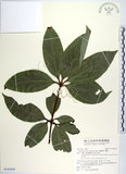 中文名:蘭嶼新木薑子(S142429)學名:Neolitsea villosa (Blume) Merr.(S142429)中文別名:白新木薑子拉丁同物異名:Neolitsea sericea (Bl.) Koidz.