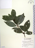 中文名:蘭嶼新木薑子(S142432)學名:Neolitsea villosa (Blume) Merr.(S142432)中文別名:白新木薑子拉丁同物異名:Neolitsea sericea (Bl.) Koidz.