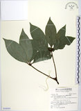 中文名:蘭嶼新木薑子(S142433)學名:Neolitsea villosa (Blume) Merr.(S142433)中文別名:白新木薑子拉丁同物異名:Neolitsea sericea (Bl.) Koidz.