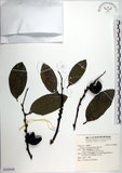 中文名:黃心柿(S142858)學名:Diospyros maritima Blume(S142858)