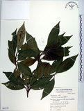 中文名:腺葉杜英(S065123)學名:Elaeocarpus argenteus Merr.(S065123)