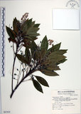 中文名:腺葉杜英(S067829)學名:Elaeocarpus argenteus Merr.(S067829)