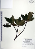 中文名:腺葉杜英(S080336)學名:Elaeocarpus argenteus Merr.(S080336)