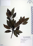 中文名:腺葉杜英(S088970)學名:Elaeocarpus argenteus Merr.(S088970)