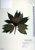 中文名:腺葉杜英(S105494)學名:Elaeocarpus argenteus Merr.(S105494)