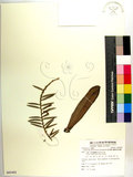 中文名:管唇蘭(S085403)學名:Tuberolabium kotoense Yamamoto(S085403)中文別名:蘭嶼