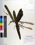 中文名:管唇蘭(S090733)學名:Tuberolabium kotoense Yamamoto(S090733)中文別名:蘭嶼
