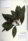 中文名:繁花薯豆(S103216)學名:Elaeocarpus multiflorus (Turcz.) F. Vill.(S103216)拉丁同物異名:Elaeocarpus multiflorus (Turcz.) F. Vill.