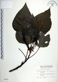 中文名:紅肉橙蘭(S003665)學名:Macaranga sinensis (Baill.) Muell.-Arg.(S003665)中文別名:華血桐