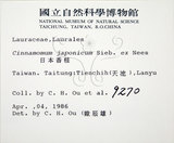 中文名:天竺桂(S005653)學名:Cinnamomum tenuifolium Sugimoto form. nervosum (Meissn.) Hara(S005653)
