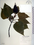中文名:紅肉橙蘭(S012249)學名:Macaranga sinensis (Baill.) Muell.-Arg.(S012249)中文別名:華血桐