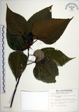 中文名:紅肉橙蘭(S012250)學名:Macaranga sinensis (Baill.) Muell.-Arg.(S012250)中文別名:華血桐