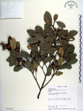 中文名:蚊母樹(S013672)學名:Distylium racemosum Sieb. & Zucc.(S013672)