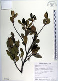 中文名:蚊母樹(S017656)學名:Distylium racemosum Sieb. & Zucc.(S017656)