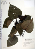 中文名:紅肉橙蘭(S028428)學名:Macaranga sinensis (Baill.) Muell.-Arg.(S028428)中文別名:華血桐