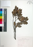中文名:蚊母樹(S035399)學名:Distylium racemosum Sieb. & Zucc.(S035399)