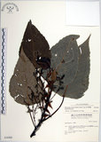 中文名:紅肉橙蘭(S036909)學名:Macaranga sinensis (Baill.) Muell.-Arg.(S036909)中文別名:華血桐