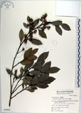 中文名:蚊母樹(S039826)學名:Distylium racemosum Sieb. & Zucc.(S039826)