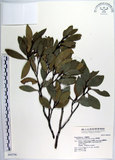 中文名:蚊母樹(S042756)學名:Distylium racemosum Sieb. & Zucc.(S042756)