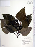 中文名:紅肉橙蘭(S042760)學名:Macaranga sinensis (Baill.) Muell.-Arg.(S042760)中文別名:華血桐